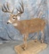 LIFESIZE 10 PT WHITETIAL TAXIDERMY