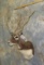 BLACKBUCK SH MT  TAXIDERMY