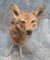 COYOTE SH MT ON ANTLER TAXIDERMY