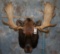 MOOSE SH MT TAXIDERMY