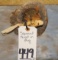 SQUIRREL HEAD IN A LOG TAXIDERMY