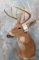8 PT WHITETAIL SH MT  TAXIDERMY