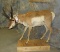 LIFESIZE PRONGHORN TAXIDERMY