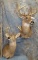 2 WHITETIAL SH MT TAXIDERMY (2X$)