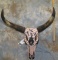 PAINTED LONGHORN SKULL