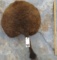 BUFFALO BUTT  TAXIDERMY