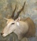 ELAND SH MT TAXIDERMY