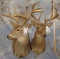 2 WHITETAIL SH MTS (2X$) TAXIDERMY