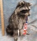 LIFESIZE RACCOON W/CRACKER JACKS -NEW MT  TAXIDERMY