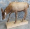 LIFESIZE FEMALE ELK TAXIDERMY