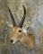 REEDBUCK SH MT TAXIDERMY