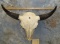 BUFFALO SKULL TAXIDERMY