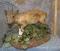FULL BODY RED DUIKER TAXIDERMY