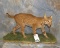 LIFESIZE BOBCAT TAXIDERMY