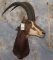 SABLE SH MT TAXIDERMY