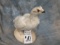 FULL BODY PTARMIGAN ON BASE