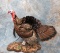 LIFESIZE TURKEY TAXIDERMY