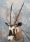 GEMSBOK SH MT TAXIDERMY