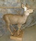 LIFESIZE MULE DEER DOE TAXIDERMY