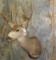 BLACKTAIL SH MT TAXIDERMY