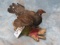 FULL BODY SPRUCE GROUSE