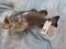 REAL SKIN SMALL MOUTH BASS TAXIDERMY