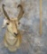 PRONGHORN SH MT TAXIDERMY