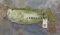 REPRODUCTION LARGE MOUTH BASS  TAXIDERMY