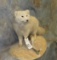 LIFESIZE ARCTIC FOX TAXIDERMY