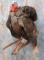 LIFESIZE TURKEY TAXIDERMY