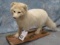 LIFESIZE ARCTIC FOX TAXIDERMY