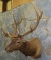 ELK SH MT TAXIDERMY