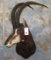 SABLE SH MT TAXIDERMY