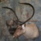 CARIBOU SH MT TAXIDERMY