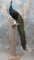 FULL BODY INDI PEACOCK