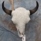 CRYSTAL BUFFALO SKULL  TAXIDERMY