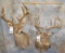 2 WHITETAIL SH MT (2X$) TAXIDERMY
