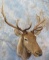ELK SH MT TAXIDERMY