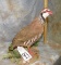 CHUCKER MT TAXIDERMY