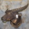 WATER BUFFALO SH MT TAXIDERMY
