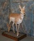 US FEMALE PRONGHORN ANTELOPE TAXIDERMY