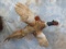 RINGNECK PHEASANT ON PLAQUE