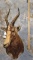 BLESBOK SH MT TAXIDERMY