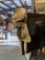 COYOTE SKIN MOUNTAIN MAN HAT