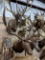 ELK SH MT TAXIDERMY