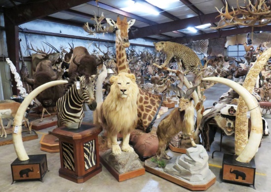 HUGE 3 DAY TAXIDERMY KING SALE - DAY 01