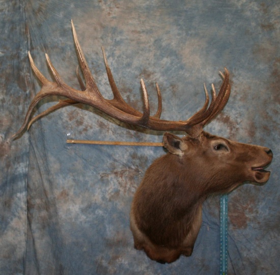 ELK SH MT TAXIDERMY
