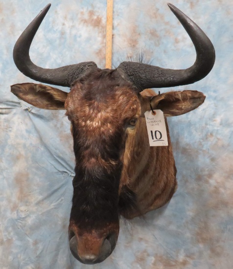 BLUE WILDEBEEST SH MT TAXIDERMY