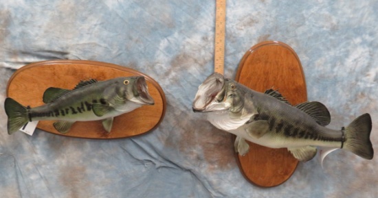 2 LARGE MOUTH BASS (2X$)  TAXIDERMY