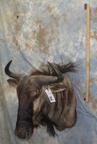 BLUE WILDEBEEST TAXIDERMY